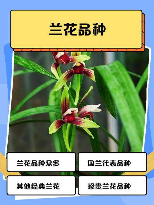 剑兰与建兰，兰花品种如何区分？-第2张图片-宁夏农业信息网