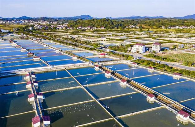 中国水产养殖大省是哪里？-第2张图片-宁夏农业信息网