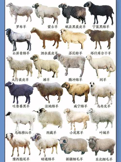 不用剪毛的绵羊是什么品种?-第1张图片-宁夏农业信息网 不用剪毛的绵羊是什么品种?-第1张图片-宁夏农业信息网