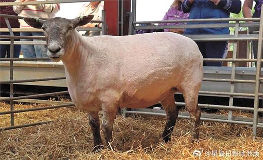 不用剪毛的绵羊是什么品种？-第2张图片-宁夏农业信息网