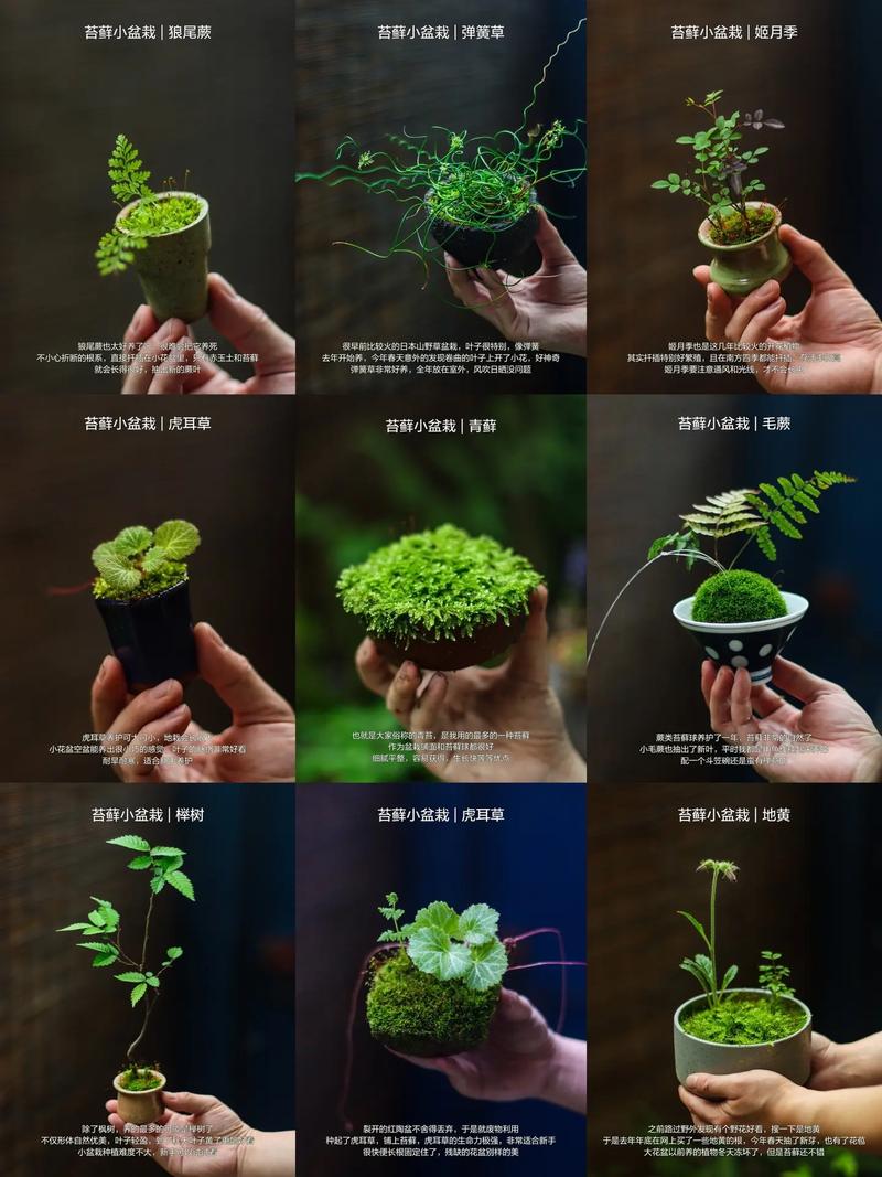 什么品种苔藓可以做盆景-第1张图片-宁夏农业信息网