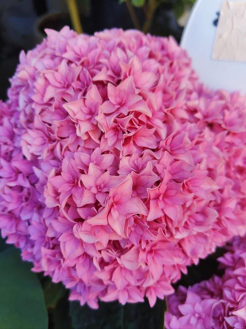 室内养绣球，哪些品种更合适？-第2张图片-宁夏农业信息网