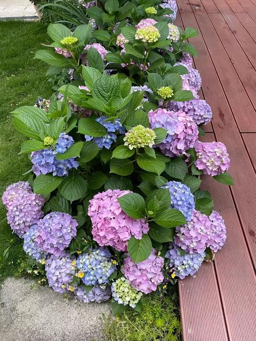 室内养绣球,哪些品种更合适?-第3张图片-宁夏农业信息网 室内养绣球,哪些品种更合适?-第3张图片-宁夏农业信息网