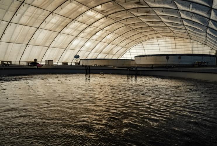 大棚水产养殖水体缺氧怎么办？-第1张图片-宁夏农业信息网