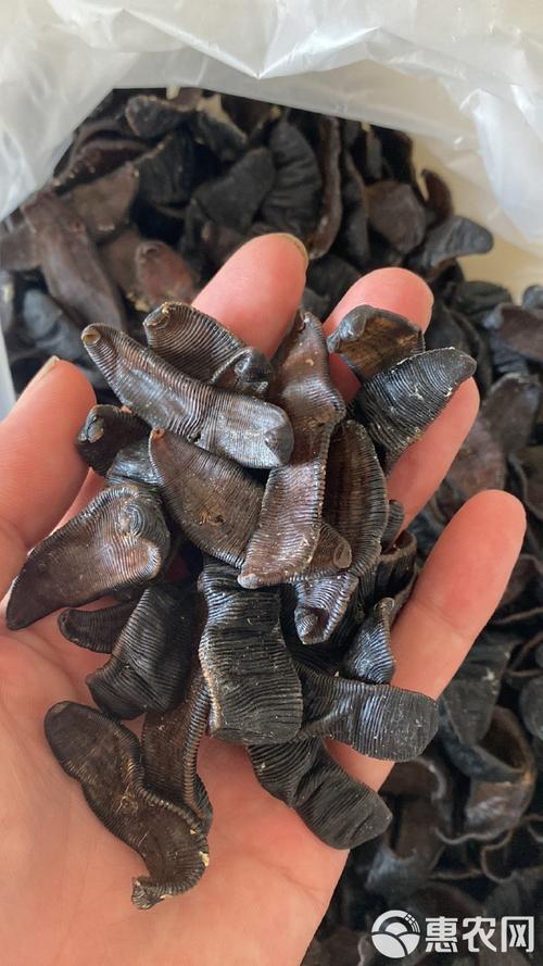 什么品种水蛭效果最好?-第2张图片-宁夏农业信息网 什么品种水蛭效果最好?-第2张图片-宁夏农业信息网