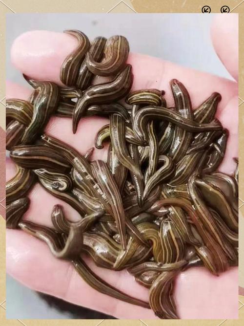 什么品种水蛭效果最好?-第1张图片-宁夏农业信息网 什么品种水蛭效果最好?-第1张图片-宁夏农业信息网