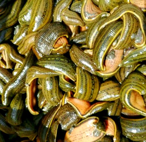 什么品种水蛭效果最好?-第3张图片-宁夏农业信息网 什么品种水蛭效果最好?-第3张图片-宁夏农业信息网