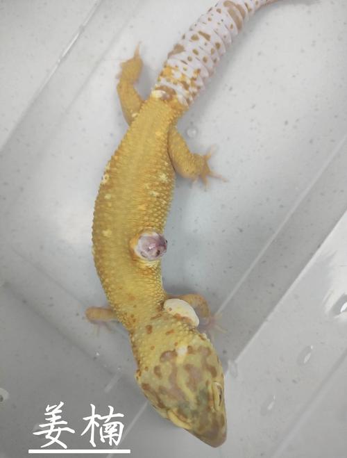 白色壁虎是否为稀有品种？-第2张图片-宁夏农业信息网