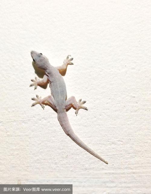 白色壁虎是否为稀有品种？-第1张图片-宁夏农业信息网