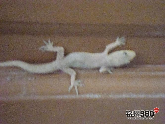 白色壁虎是否为稀有品种？-第3张图片-宁夏农业信息网