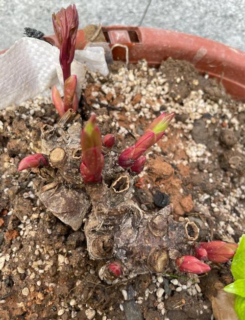 芍药花怎么养？管理技巧有哪些？-第2张图片-宁夏农业信息网