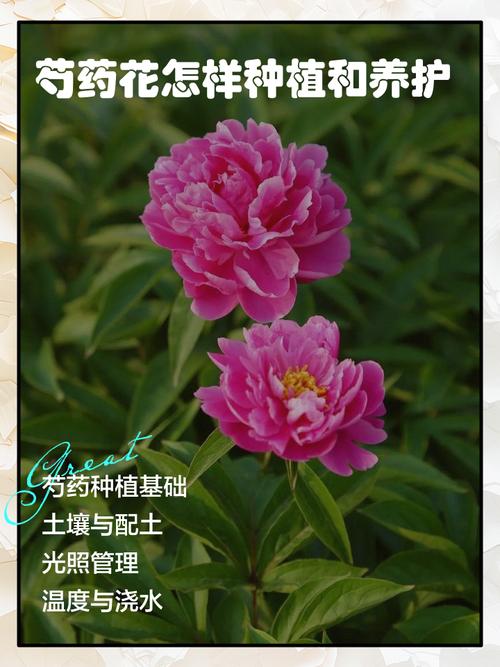 芍药花怎么养？管理技巧有哪些？-第1张图片-宁夏农业信息网