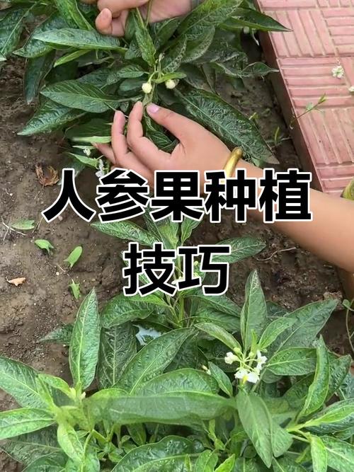 人参果怎么种？管理技术有哪些关键点？-第2张图片-宁夏农业信息网