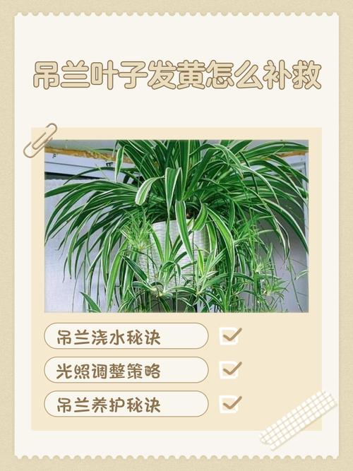 吊兰叶子发黄怎么办?-第1张图片-宁夏农业信息网 吊兰叶子发黄怎么办?-第1张图片-宁夏农业信息网