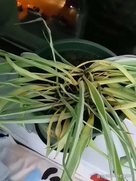 吊兰叶子发黄怎么办?-第2张图片-宁夏农业信息网 吊兰叶子发黄怎么办?-第2张图片-宁夏农业信息网