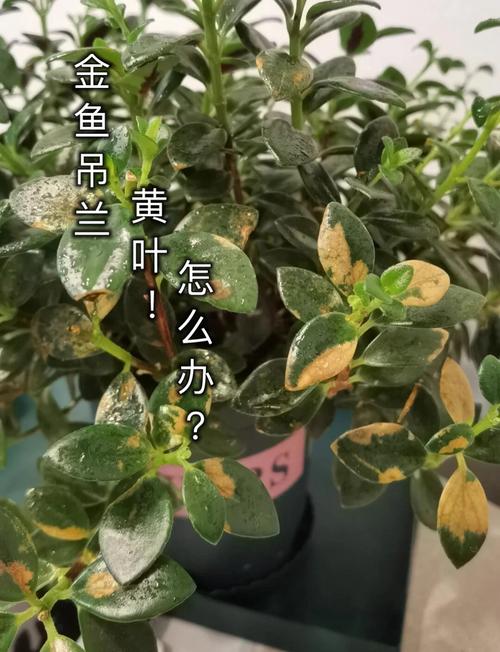吊兰叶子发黄怎么办？-第3张图片-宁夏农业信息网