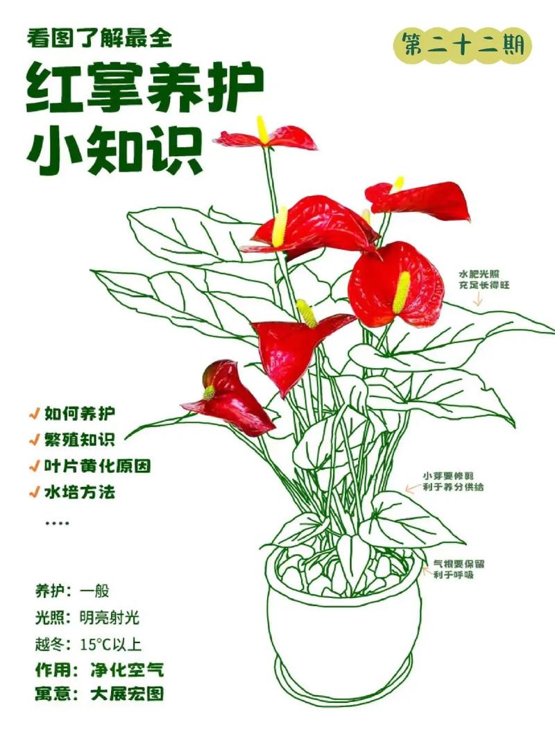 进口红掌怎么养才好？-第1张图片-宁夏农业信息网