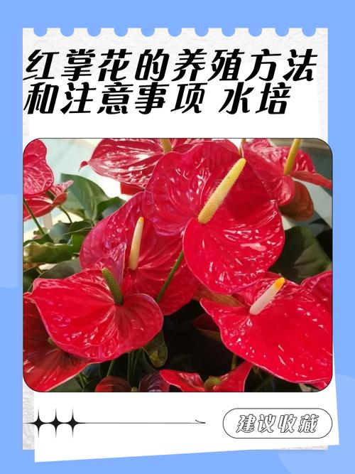 进口红掌怎么养才好？-第2张图片-宁夏农业信息网