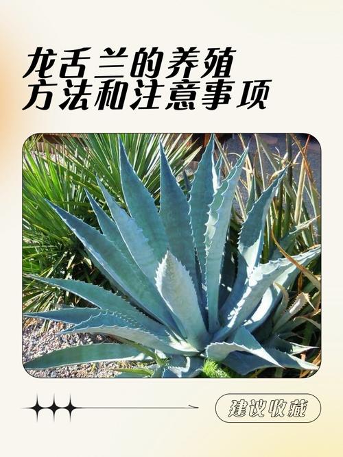 龙舌兰分株繁殖，哪些品种更适合？-第2张图片-宁夏农业信息网