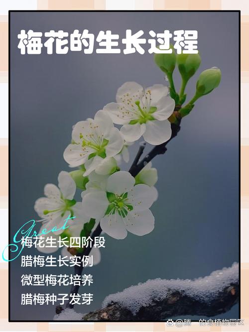 腊梅花何时种？怎么种才好？-第1张图片-宁夏农业信息网
