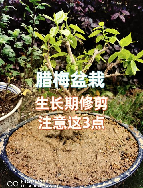 腊梅花何时种？怎么种才好？-第2张图片-宁夏农业信息网