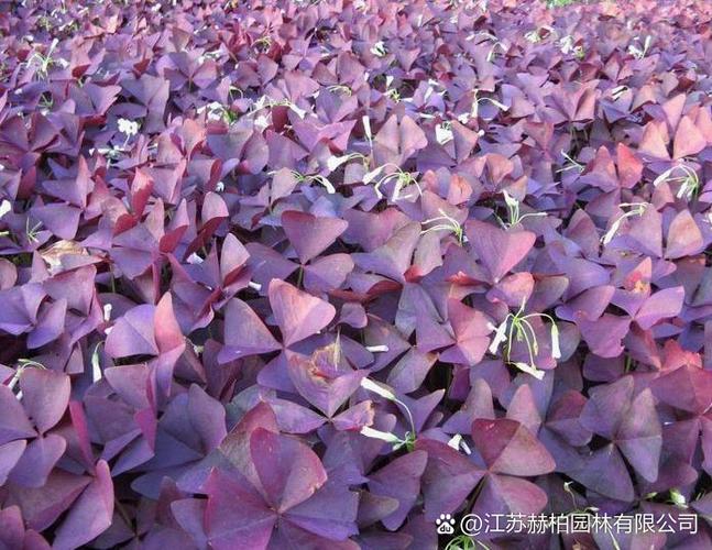 紫色叶植物有哪些常见品种？-第1张图片-宁夏农业信息网