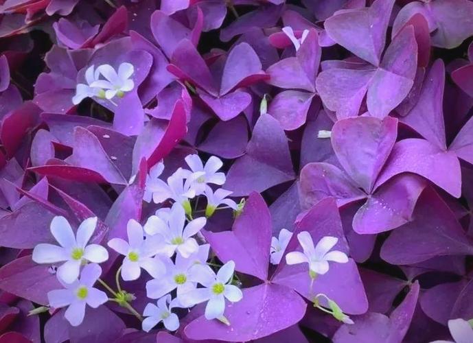 紫色叶植物有哪些常见品种？-第2张图片-宁夏农业信息网