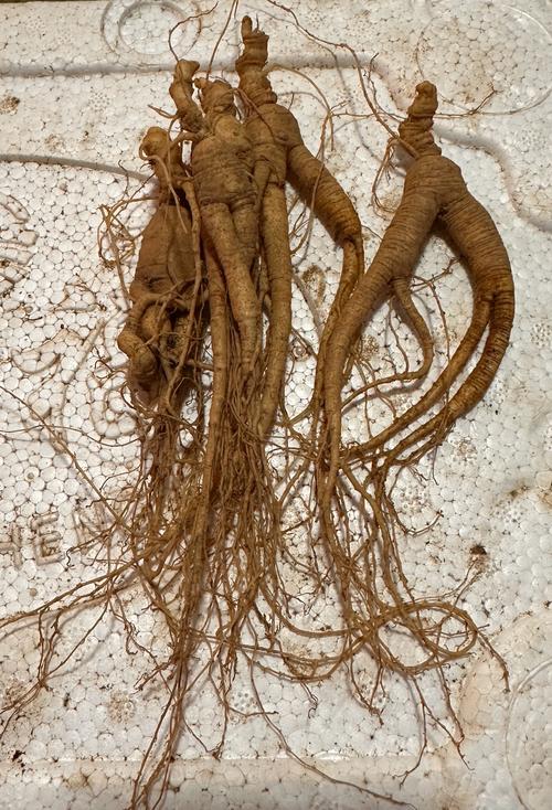 人参苗室内盆栽怎么种？-第2张图片-宁夏农业信息网