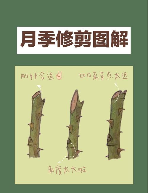 月季花冬季修剪怎么剪？图片教你方法！-第2张图片-宁夏农业信息网