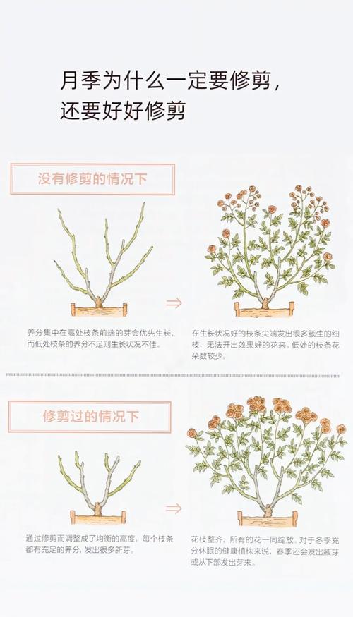 月季花冬季修剪怎么剪？图片教你方法！-第1张图片-宁夏农业信息网