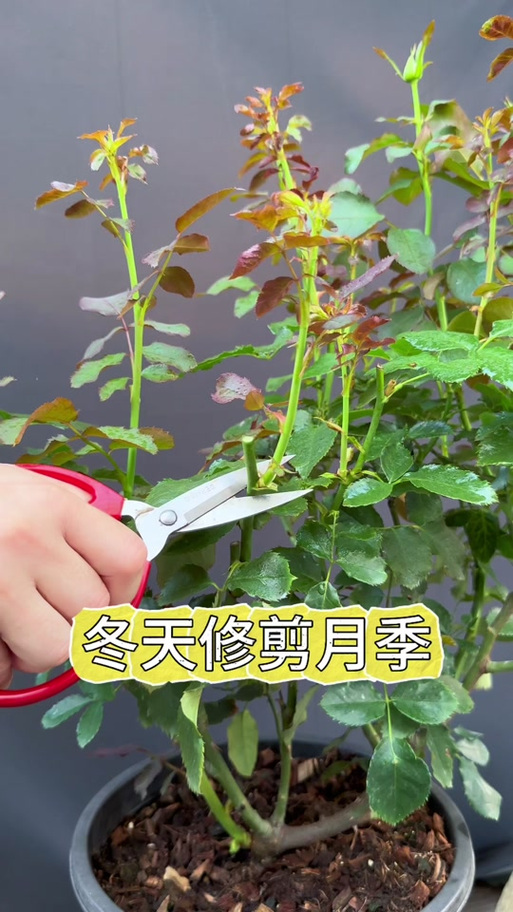 月季花冬季修剪怎么剪？图片教你方法！-第3张图片-宁夏农业信息网