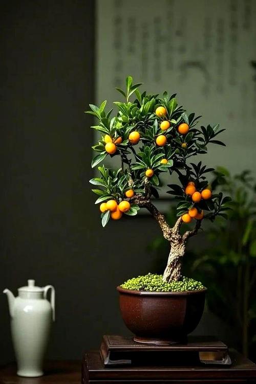 金桔盆栽品种怎么选？-第1张图片-宁夏农业信息网