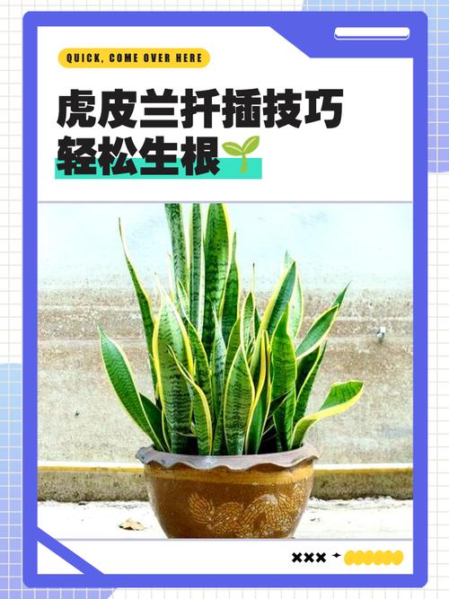 虎皮兰根太大怎么办？换盆或分株？-第1张图片-宁夏农业信息网