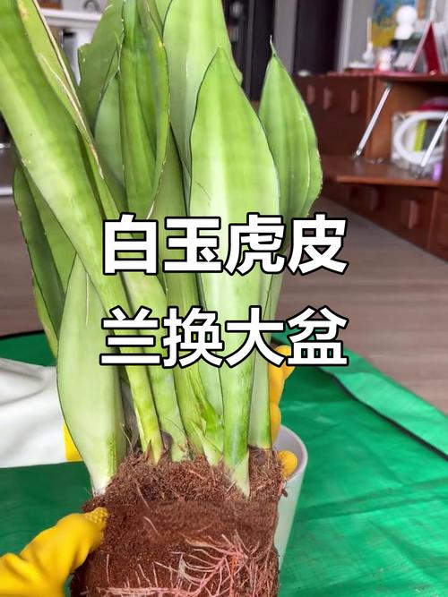 虎皮兰根太大怎么办？换盆或分株？-第2张图片-宁夏农业信息网