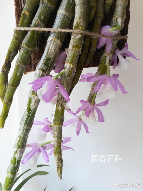 报春石斛根茎怎么吃最营养?-第1张图片-宁夏农业信息网 报春石斛根茎怎么吃最营养?-第1张图片-宁夏农业信息网