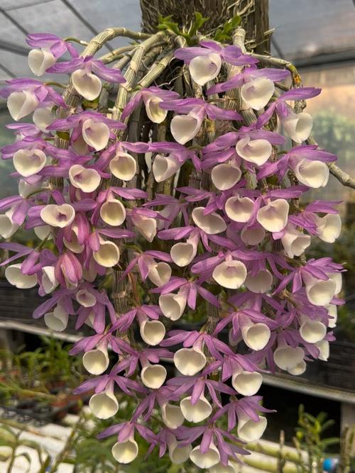 报春石斛根茎怎么吃最营养？-第3张图片-宁夏农业信息网