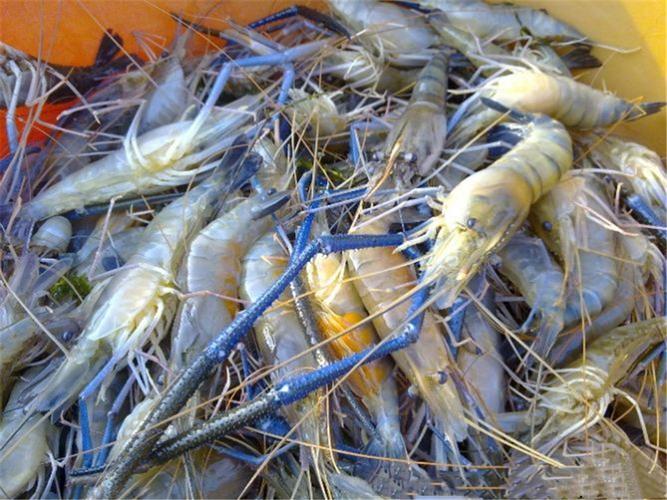 人工养殖虾哪个品种最好？-第1张图片-宁夏农业信息网