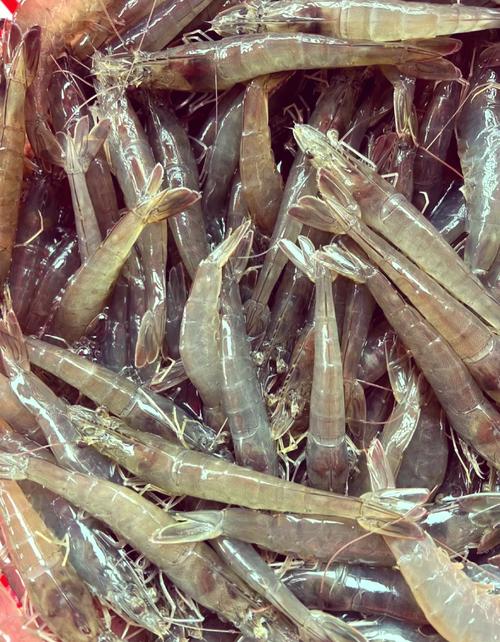 人工养殖虾哪个品种最好？-第2张图片-宁夏农业信息网