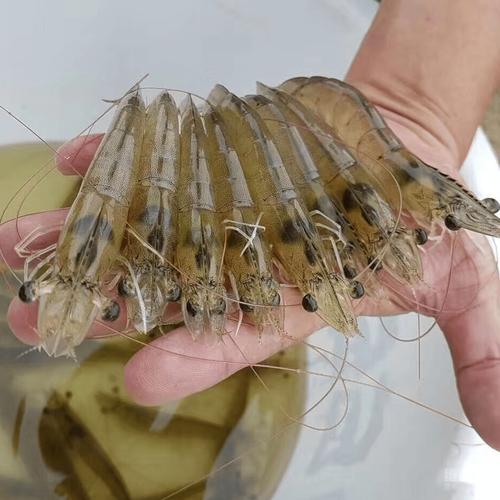 人工养殖虾哪个品种最好？-第3张图片-宁夏农业信息网