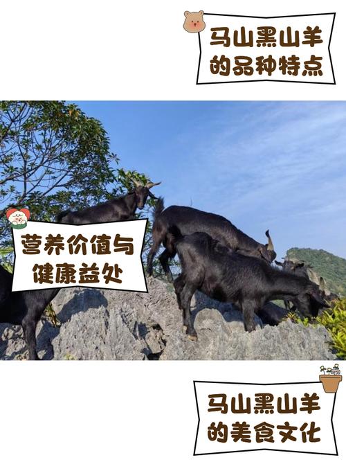 广西适合养殖什么品种山羊？-第1张图片-宁夏农业信息网