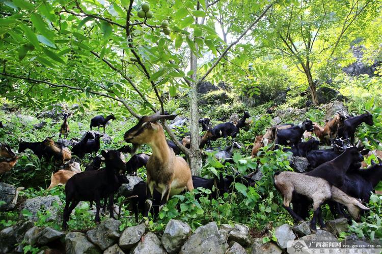 广西适合养殖什么品种山羊？-第2张图片-宁夏农业信息网