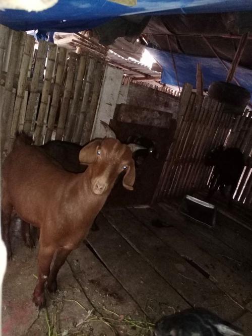 广西适合养殖什么品种山羊？-第3张图片-宁夏农业信息网