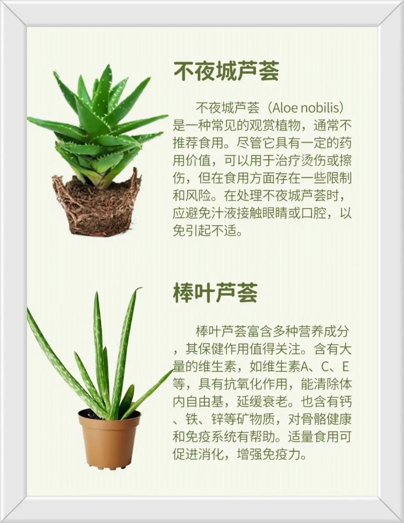 如何分辨芦荟品种？-第1张图片-宁夏农业信息网