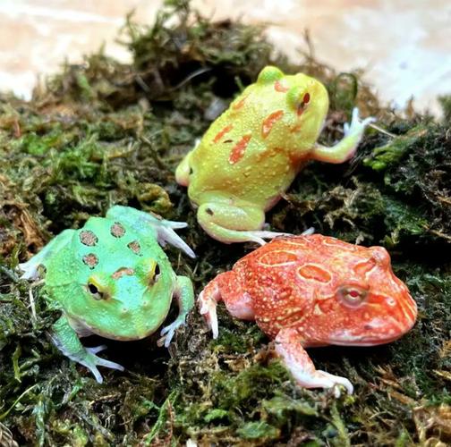 目前养殖青蛙什么品种好-第2张图片-宁夏农业信息网