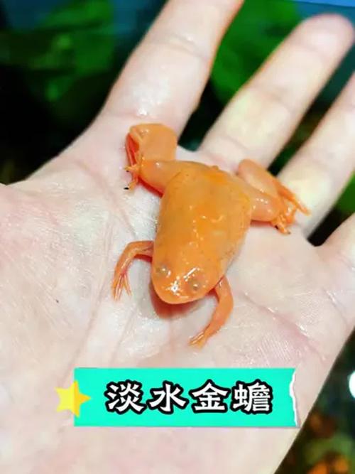 目前养殖青蛙什么品种好-第3张图片-宁夏农业信息网