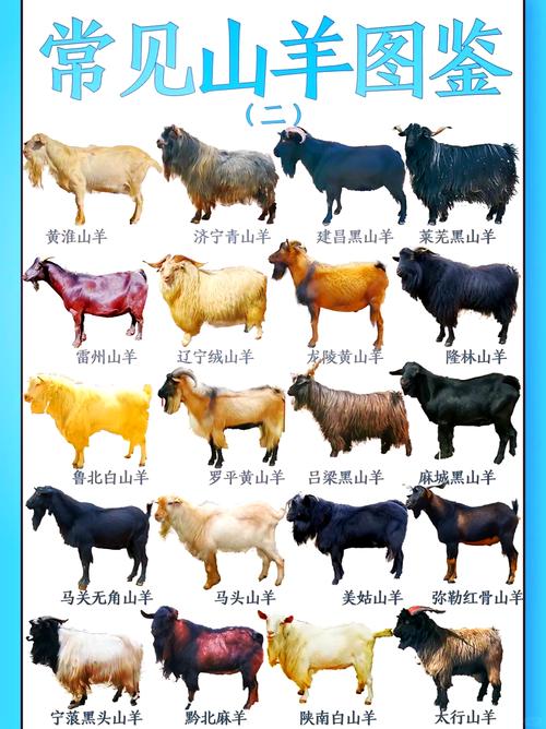 中国最有前景的山羊品种是哪个？-第2张图片-宁夏农业信息网