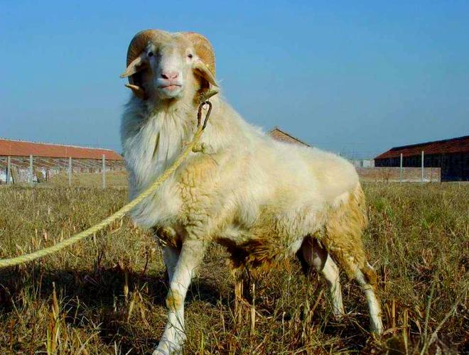 中国最有前景的山羊品种是哪个？-第3张图片-宁夏农业信息网