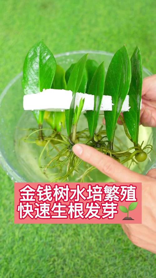 金钱树怎么繁殖?养护管理要注意什么?-第1张图片-宁夏农业信息网 金钱树怎么繁殖?养护管理要注意什么?-第1张图片-宁夏农业信息网
