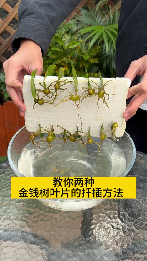 金钱树怎么繁殖?养护管理要注意什么?-第2张图片-宁夏农业信息网 金钱树怎么繁殖?养护管理要注意什么?-第2张图片-宁夏农业信息网