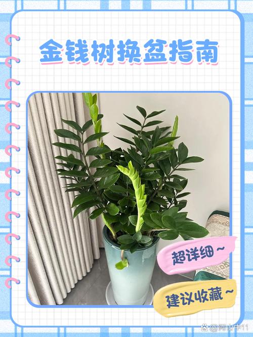 金钱树怎么繁殖?养护管理要注意什么?-第3张图片-宁夏农业信息网 金钱树怎么繁殖?养护管理要注意什么?-第3张图片-宁夏农业信息网